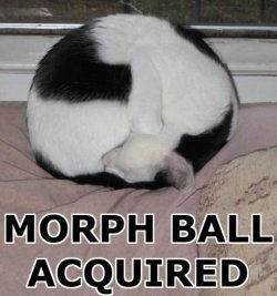 morphcat-lol.jpg