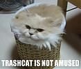 trash cat.jpg