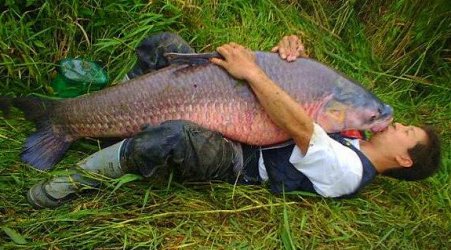 man-carp-a.jpg