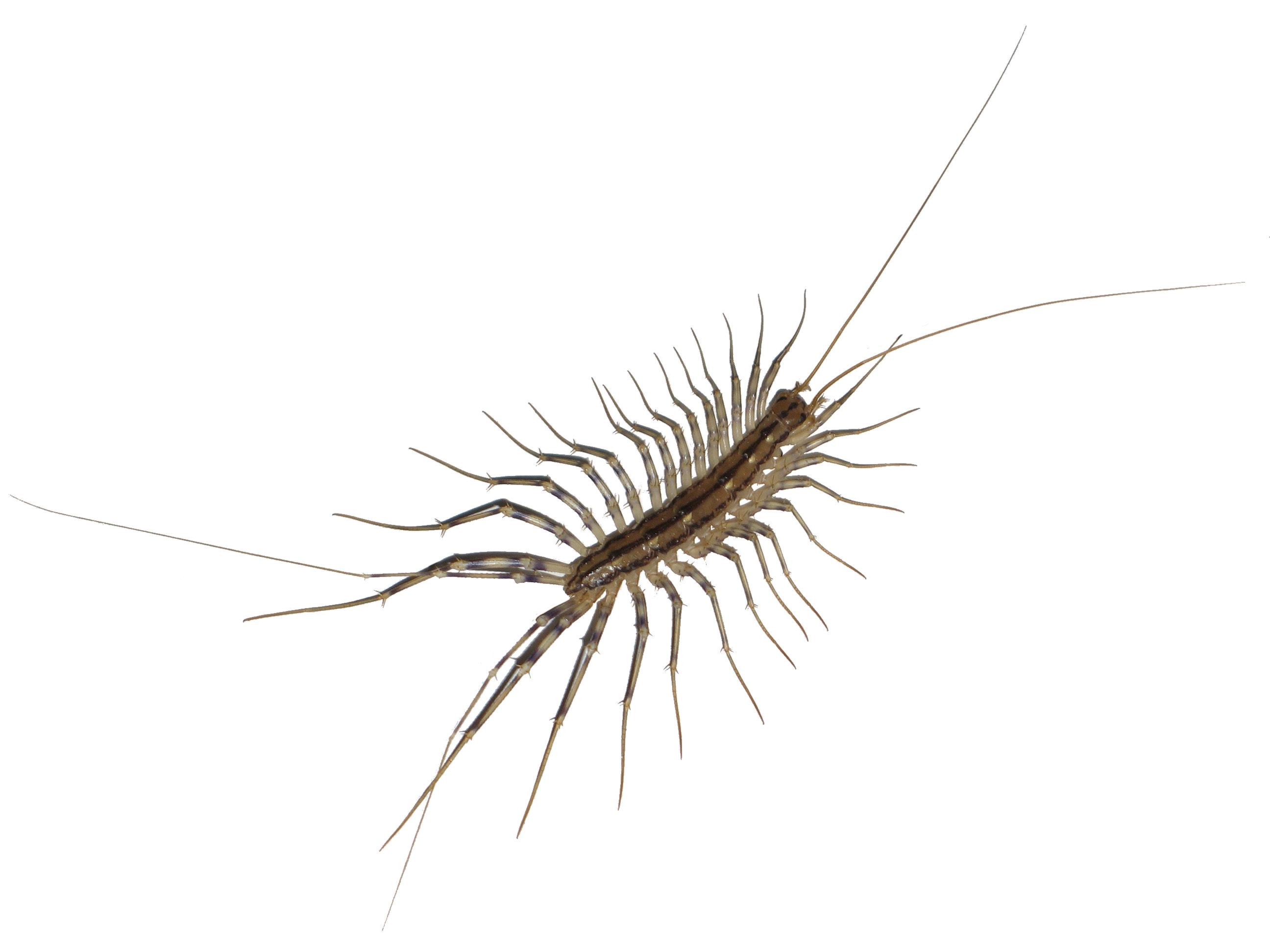 house-centipede-from-sxc.jpg