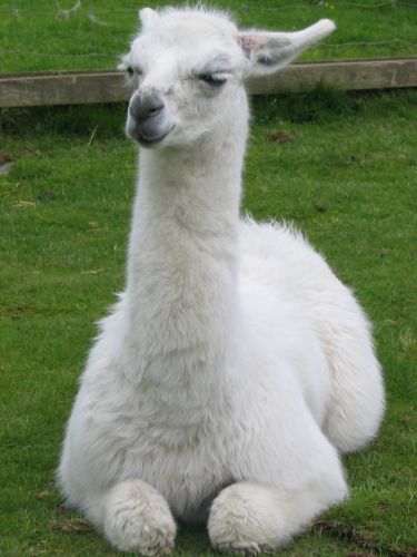 2005-06-05llama02.jpg