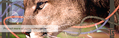 cougar.png