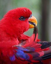 170px-Red_Lory_%28Eos_bornea%29-6.jpg