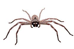 250px-Huntsman_spider_white_bg03.jpg